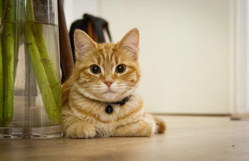 猫咪便秘的症状和解决方法（猫咪便秘怎么办）(1)