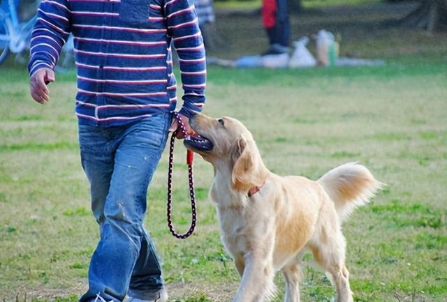 训练狗的注意事项和方法（学好这6招训狗技巧）(3)
