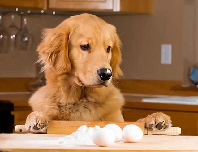 狗狗每天吃蛋黄有什么好处（狗狗吃鸡蛋有这些）(4)