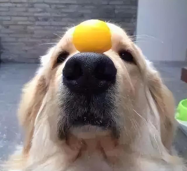 狗狗每天吃蛋黄有什么好处（狗狗吃鸡蛋有这些）(8)