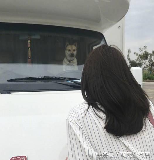 陈乔恩化身空姐为中华田园犬服务，如果有来生，请让我做她的狗（陈乔恩化身空姐为中华田园犬服务）(16)