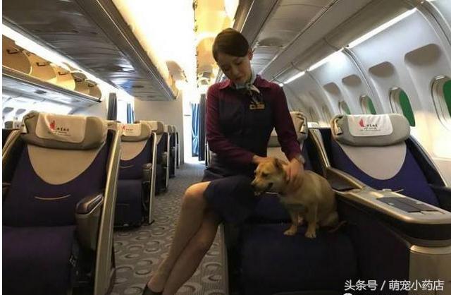 陈乔恩化身空姐为中华田园犬服务，如果有来生，请让我做她的狗（陈乔恩化身空姐为中华田园犬服务）(2)