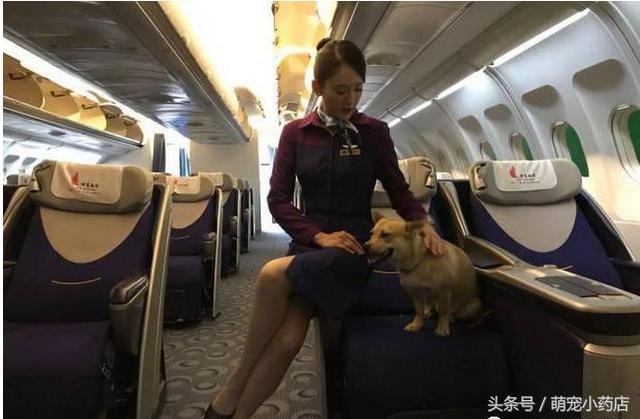 陈乔恩化身空姐为中华田园犬服务，如果有来生，请让我做她的狗（陈乔恩化身空姐为中华田园犬服务）(3)